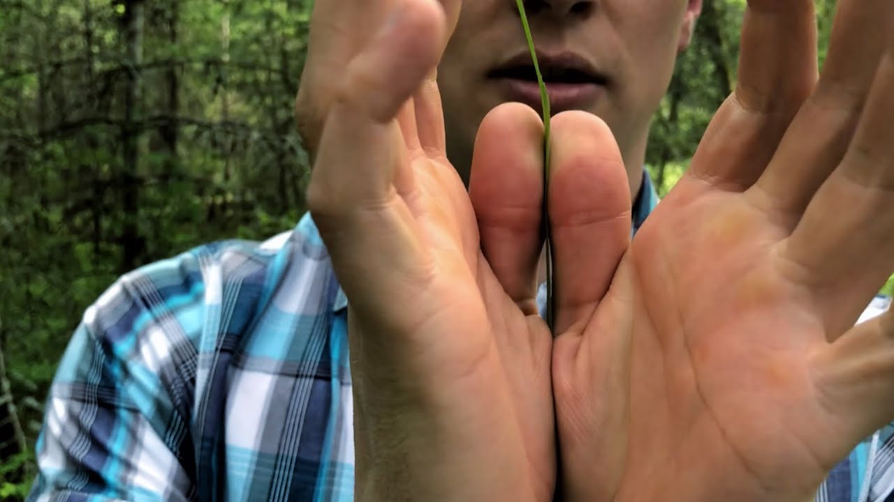 How To Make A Blade Of Grass Whistle