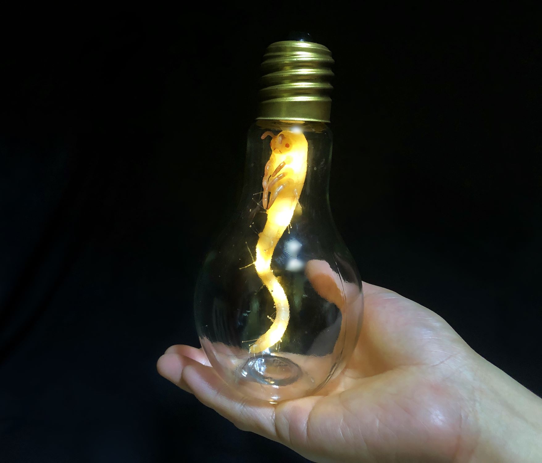How To Make A Glass Pipe Out Of A Light Bulb