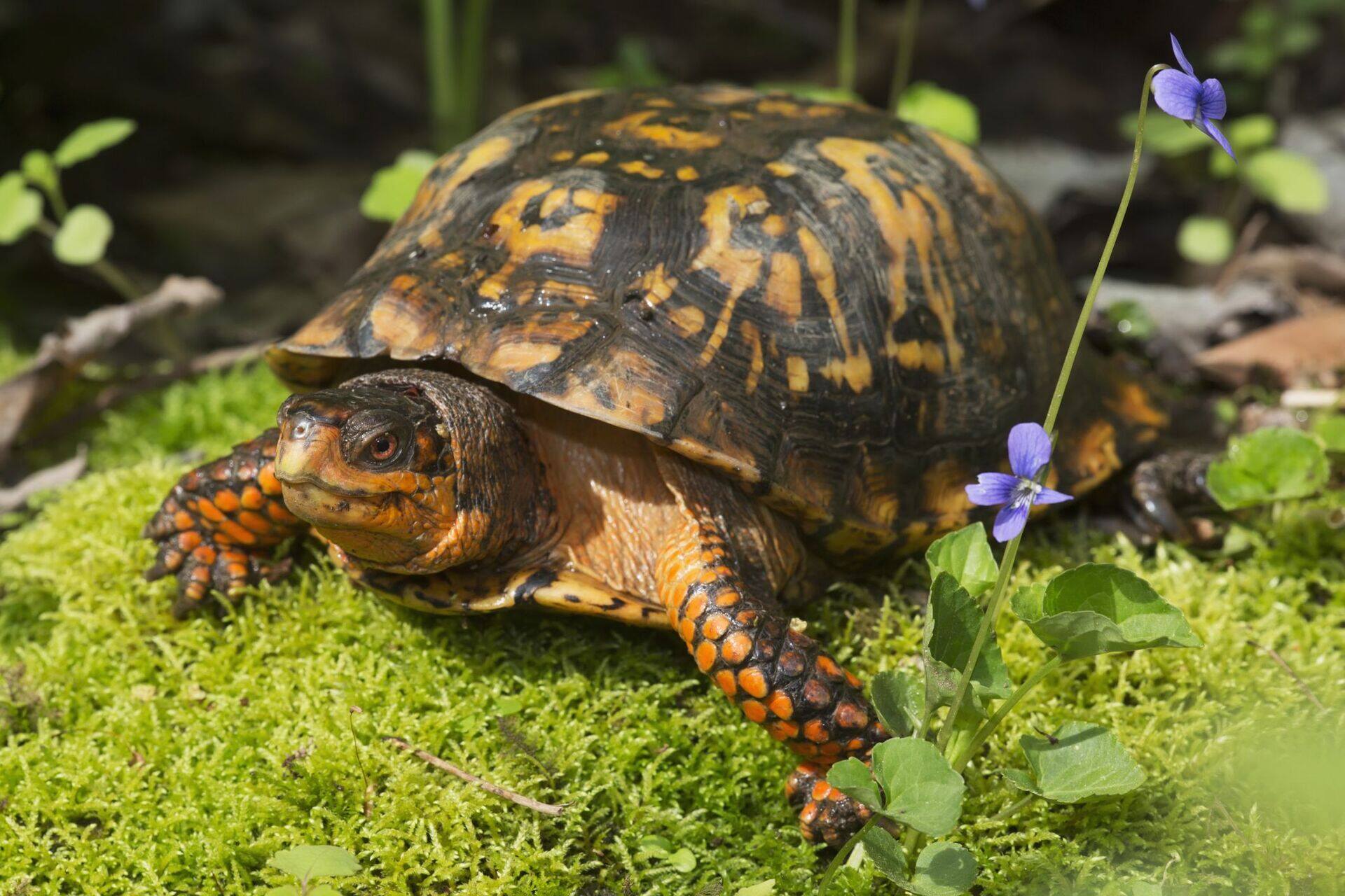 How To Make An Outdoor Turtle Habitat