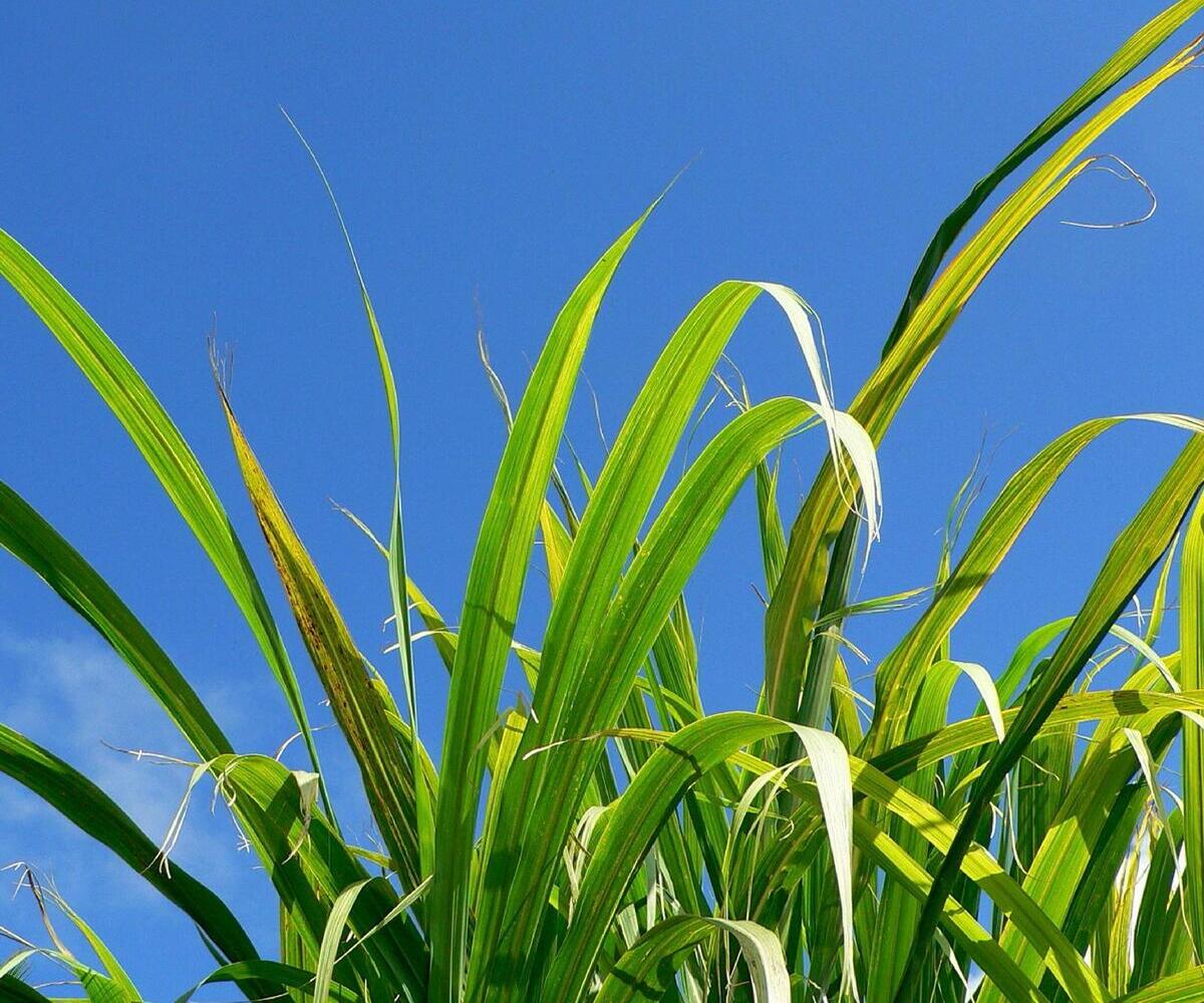How To Make Ethanol From Grass