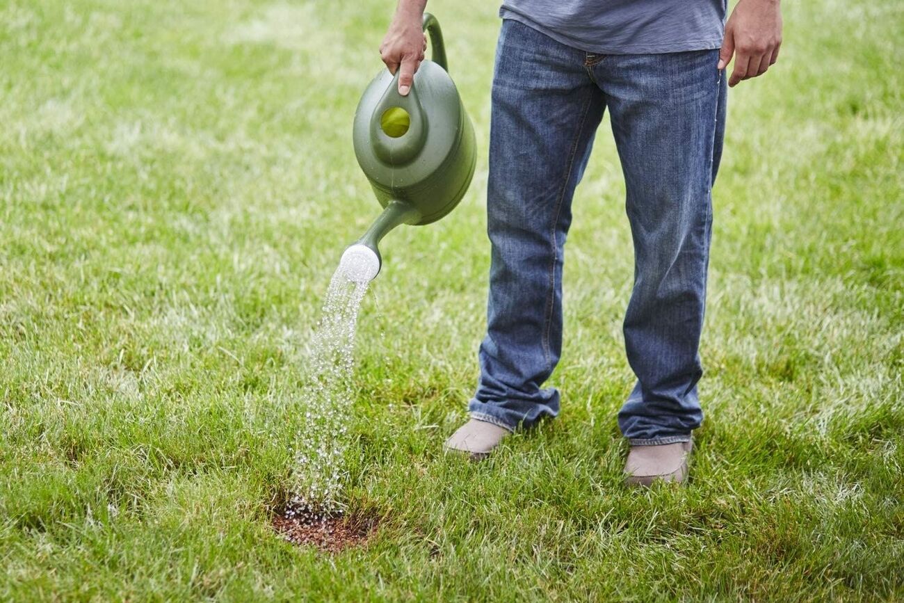 How To Make Grass Grow In Sandy Soil