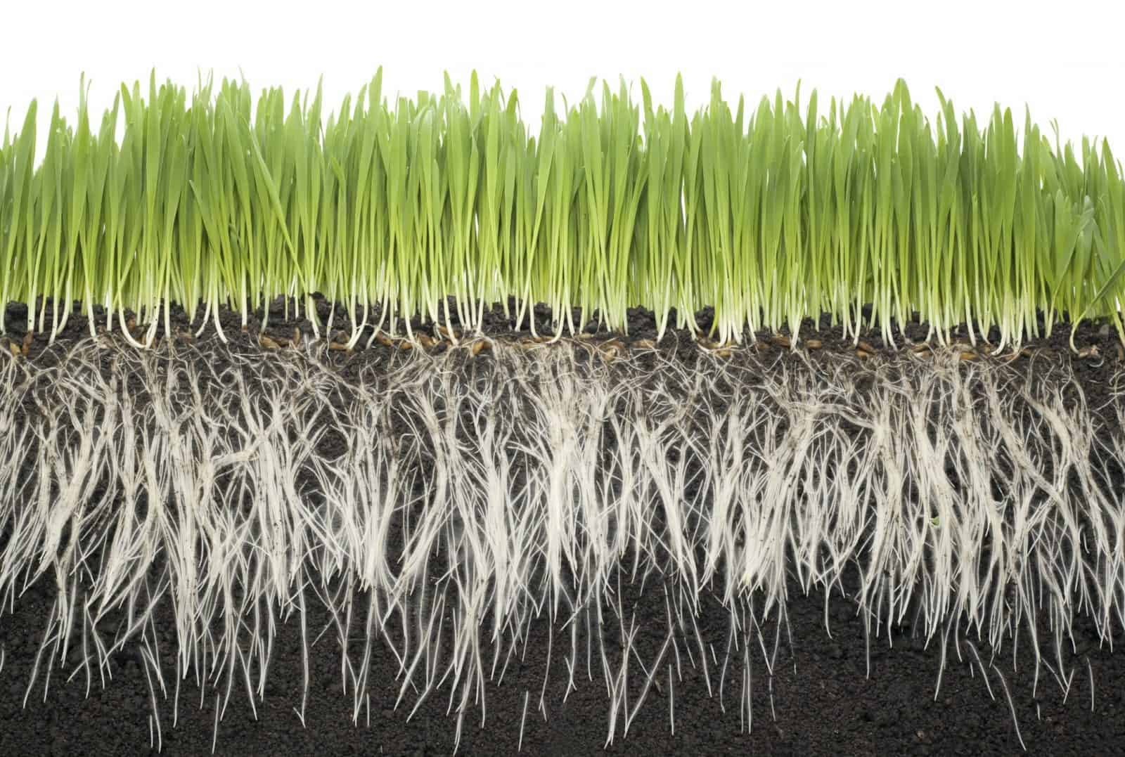 How To Make Grass Roots Grow Deeper