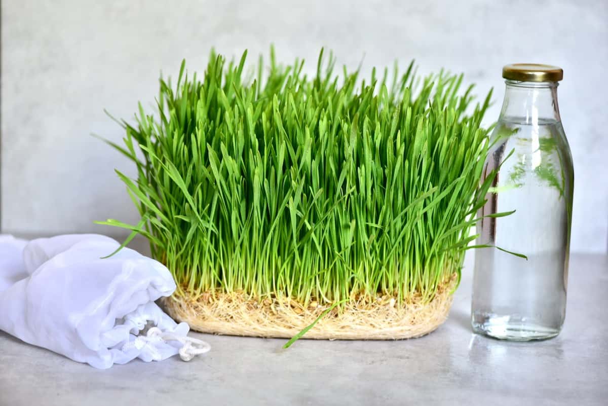 How To Make Wheatgrass