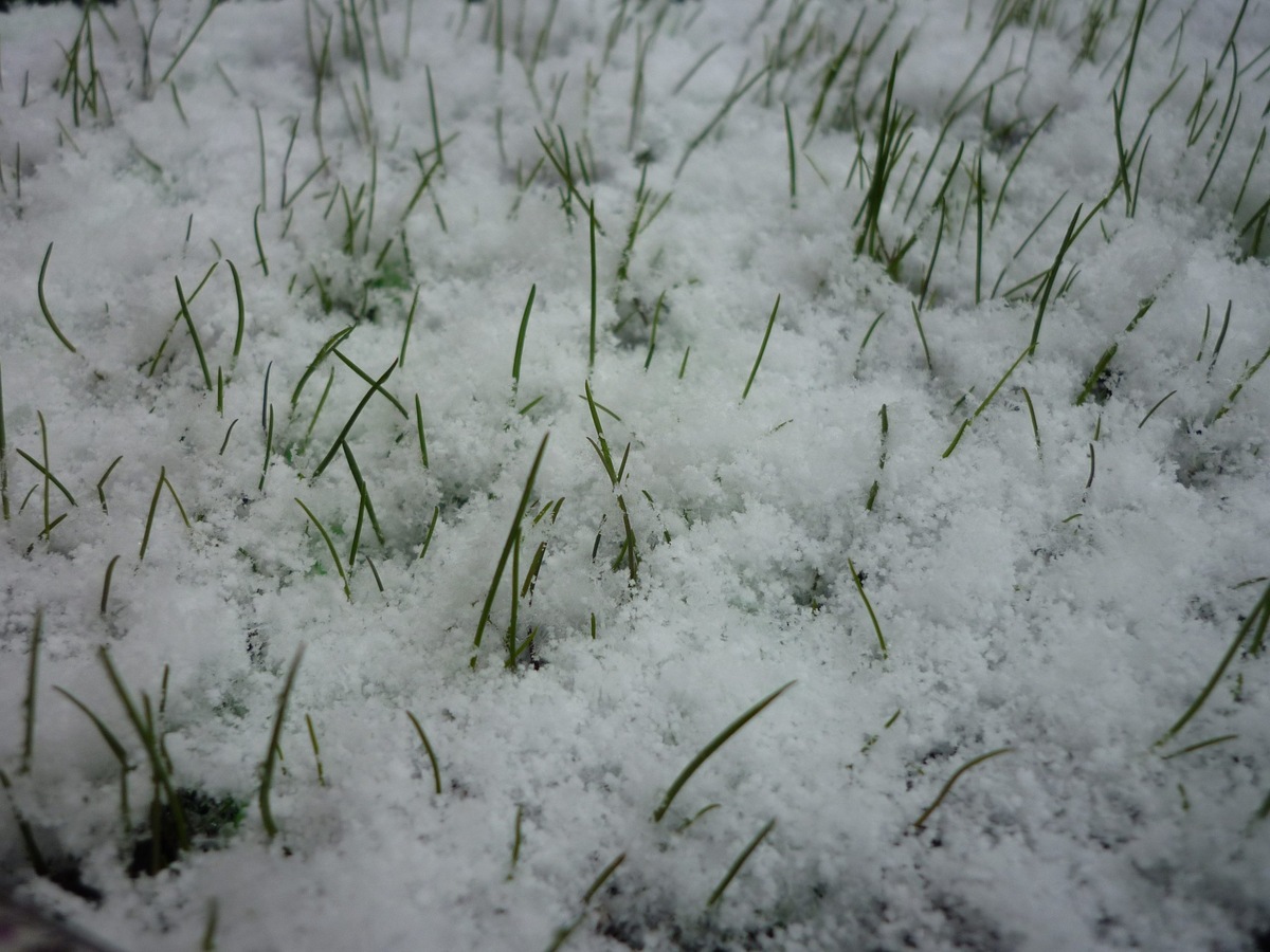 How To Melt Snow On Grass