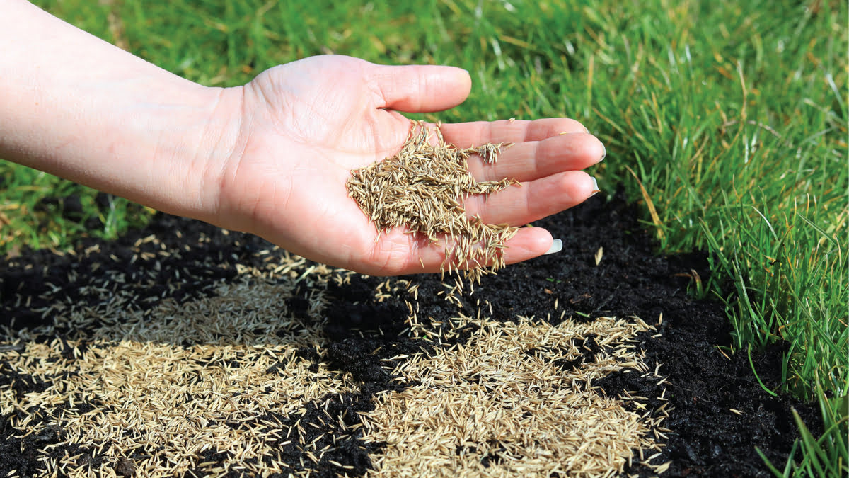 How To Overseed Grass Seed