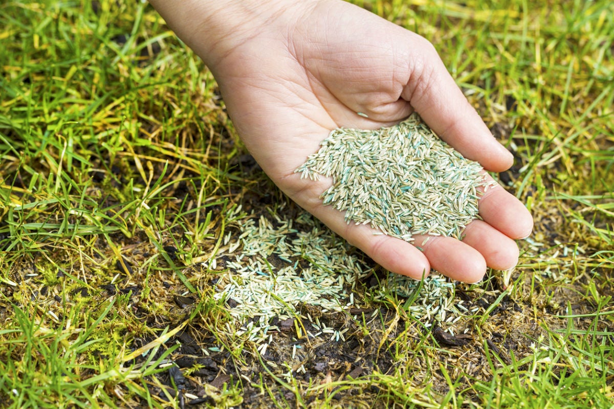 How To Pick Grass Seed