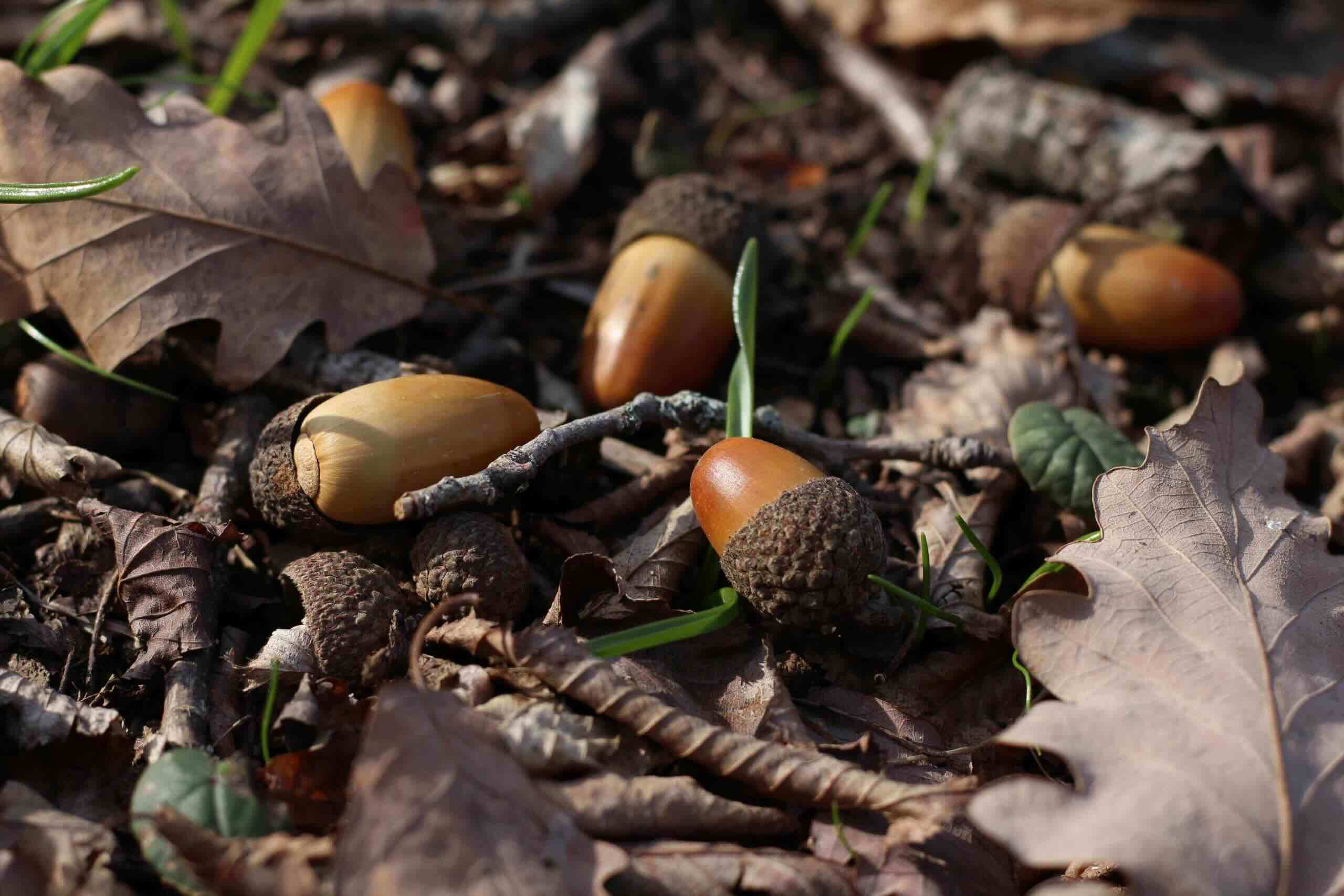 How To Pick Up Acorns From The Grass