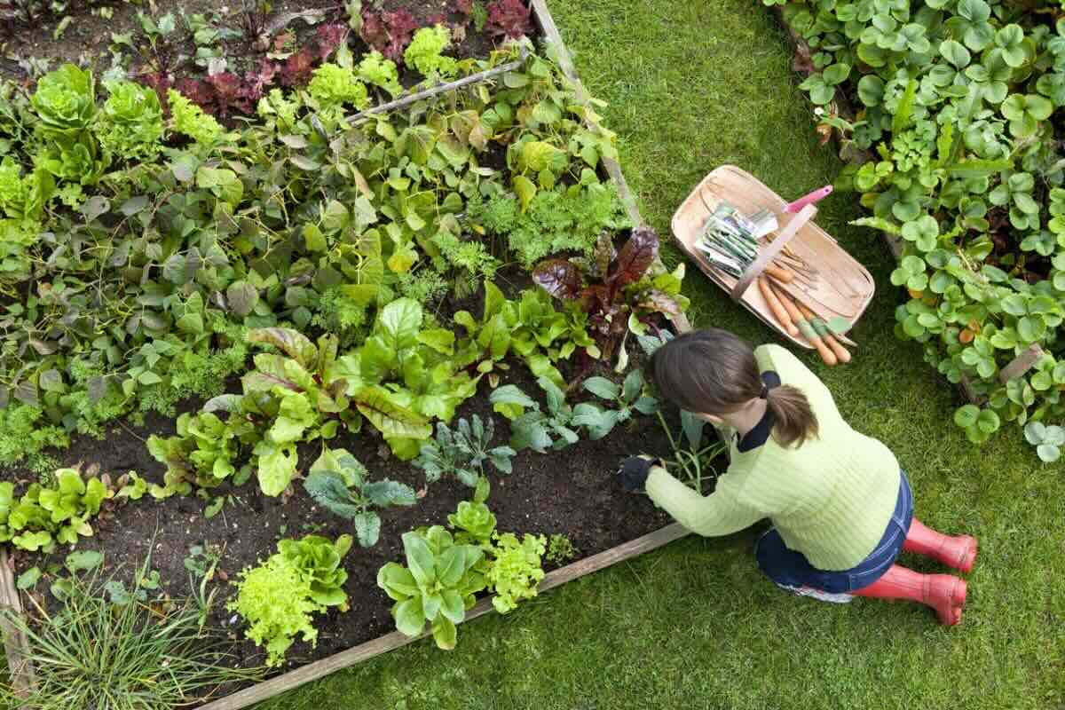 How To Plan A Garden Bed Layout