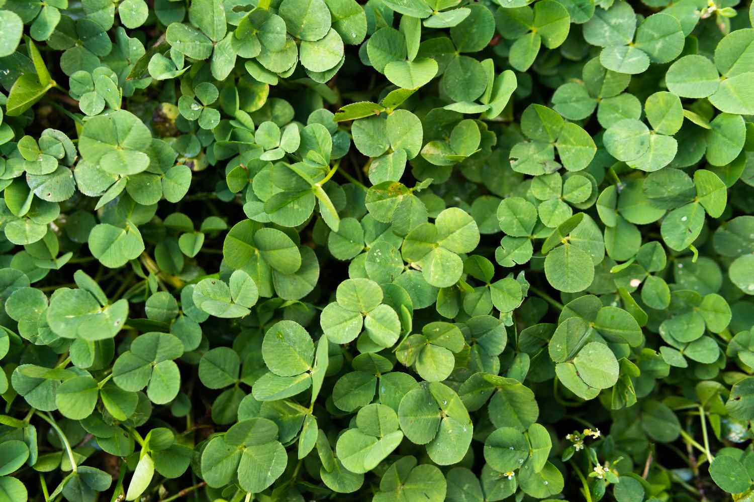 How To Plant A Clover Lawn Over Grass
