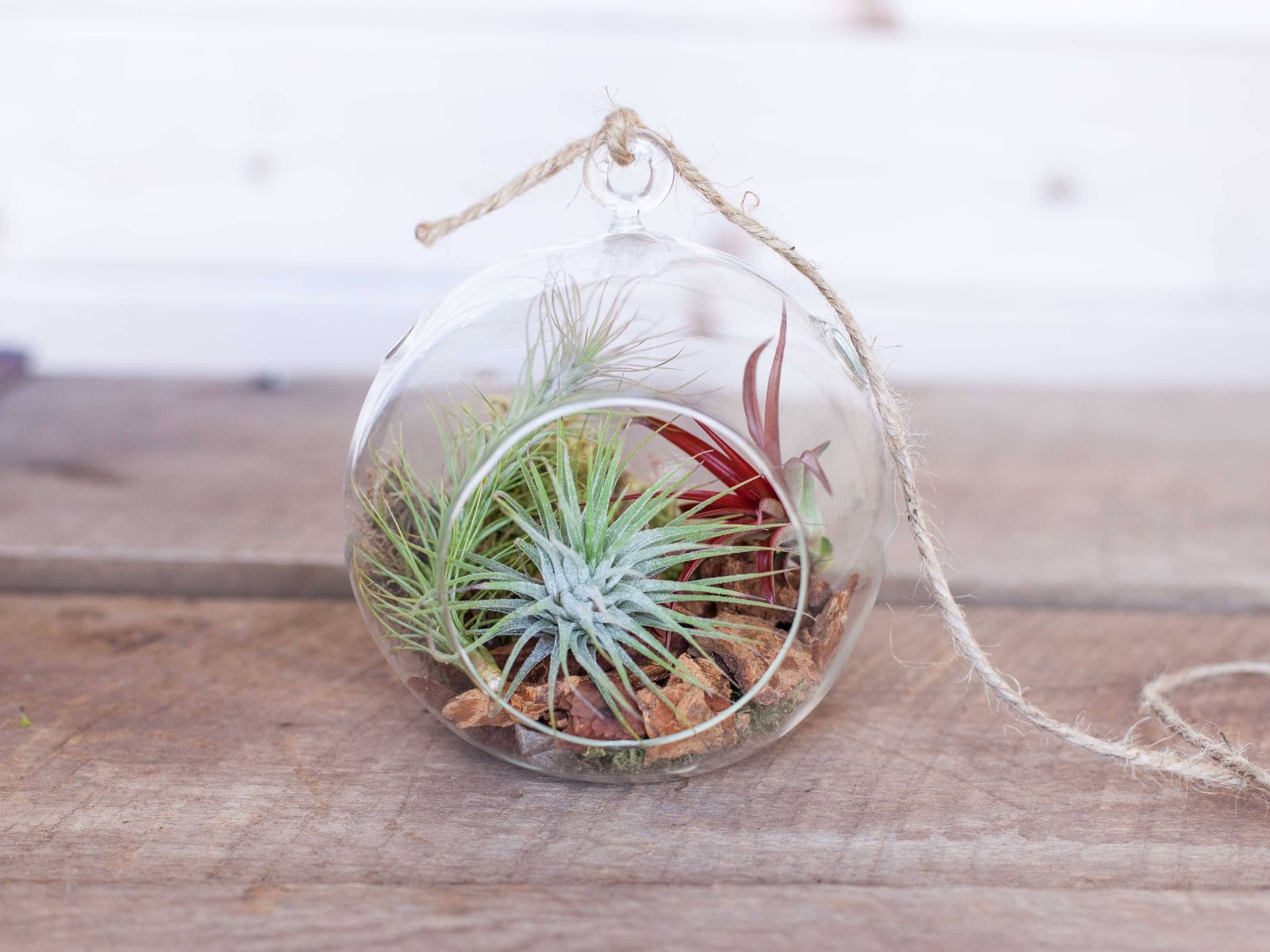 How To Plant Air Plants In Glass
