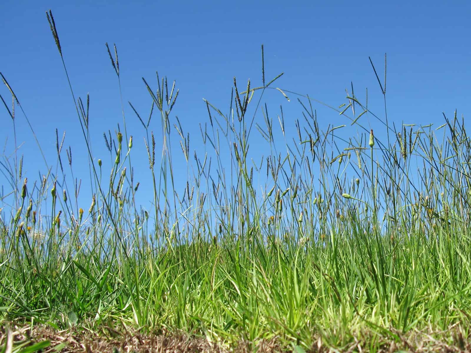 How To Plant Bahia Grass