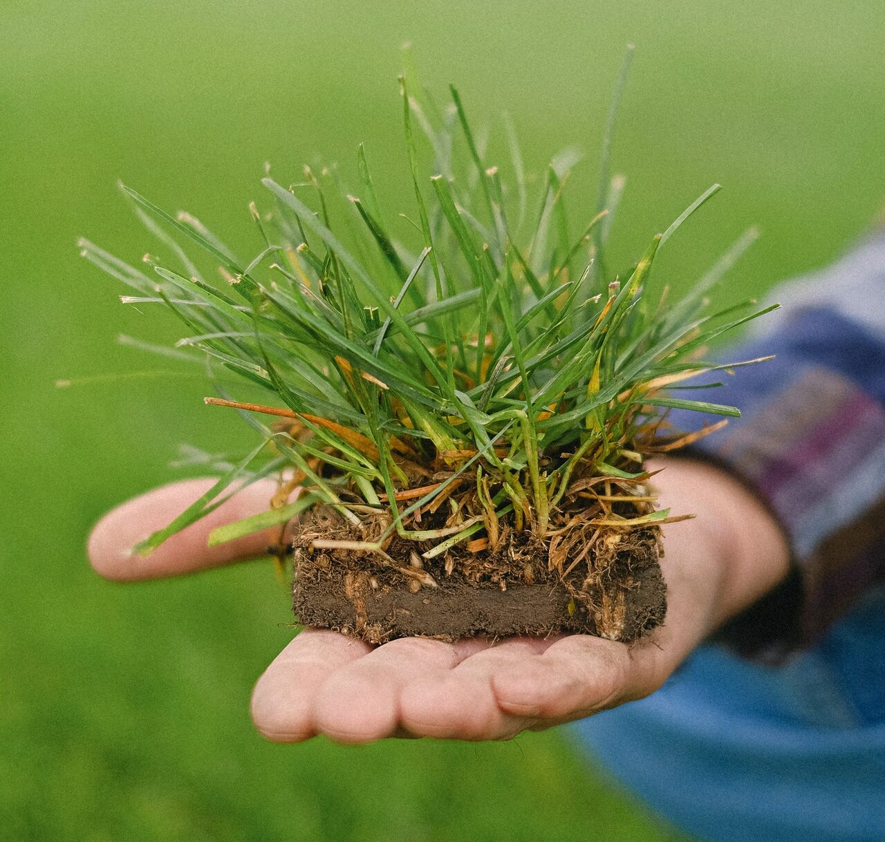 How To Plant Centipede Grass Seed