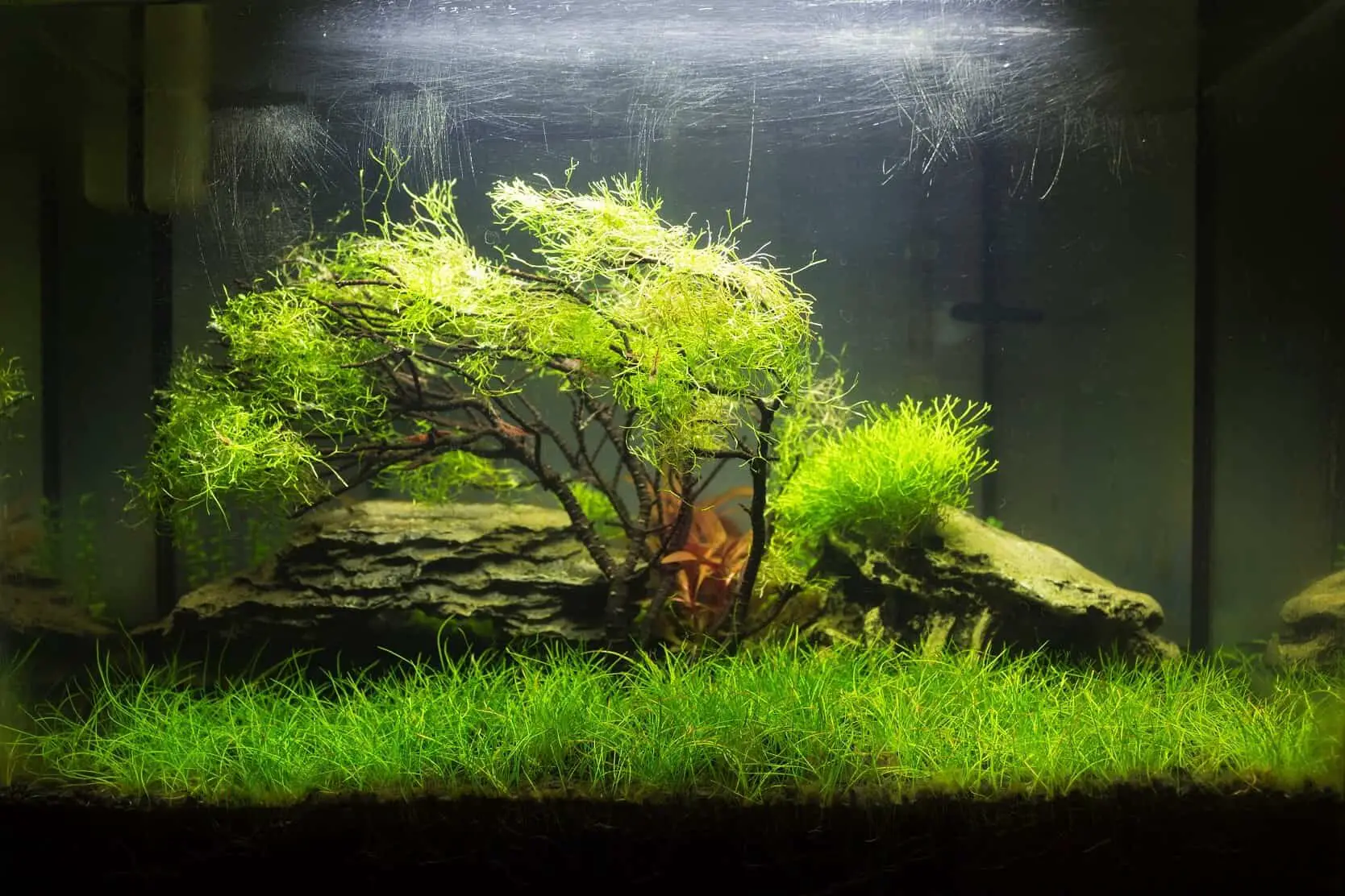 How To Plant Grass In An Aquarium