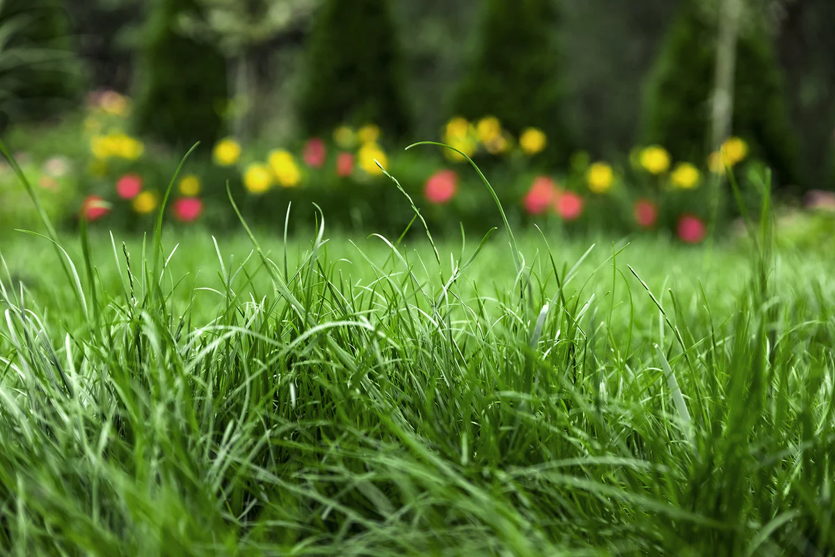 How To Plant Grass In The Spring