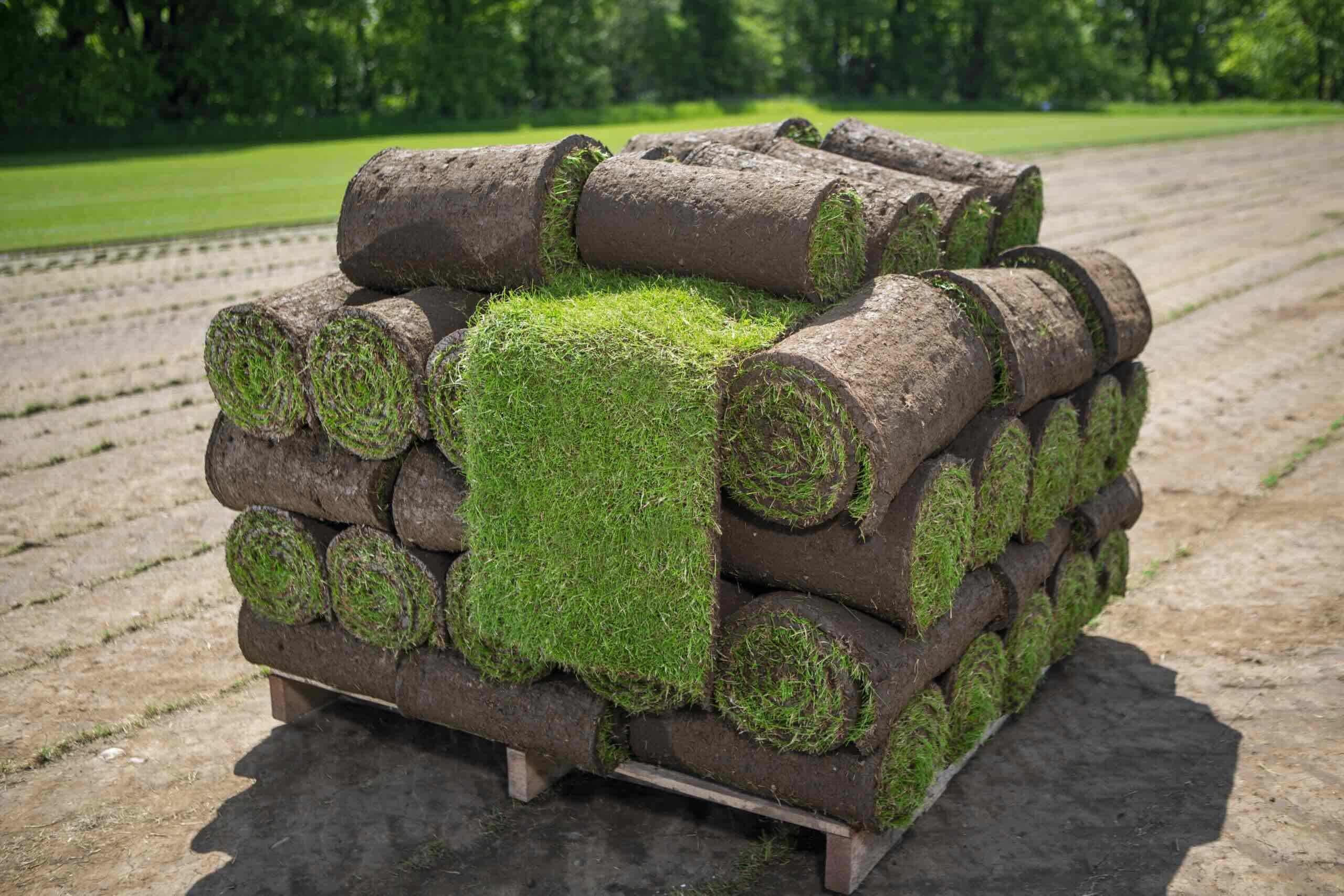 How To Plant Grass Rolls