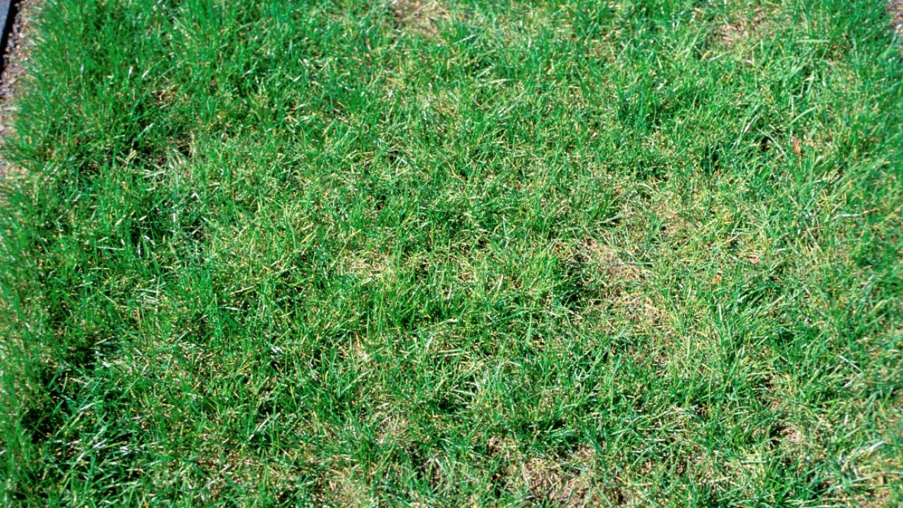 How To Plant Grass Seed In Patchy Areas