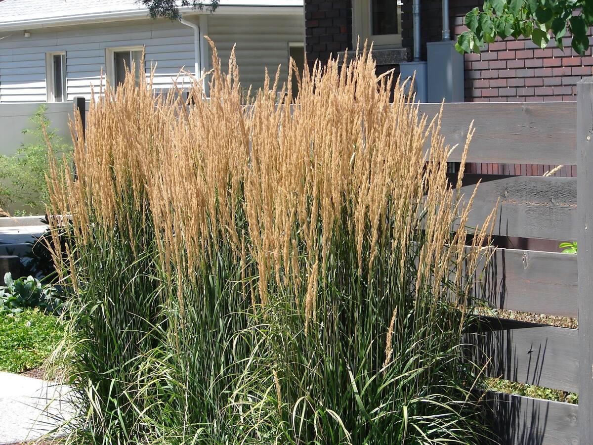 How To Plant Karl Foerster Grass