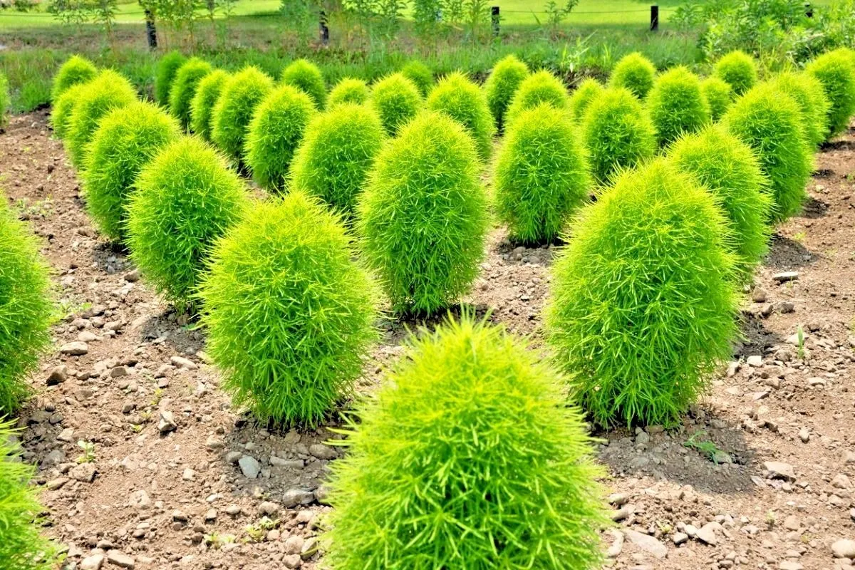 How To Plant Kochia Scoparia Grass