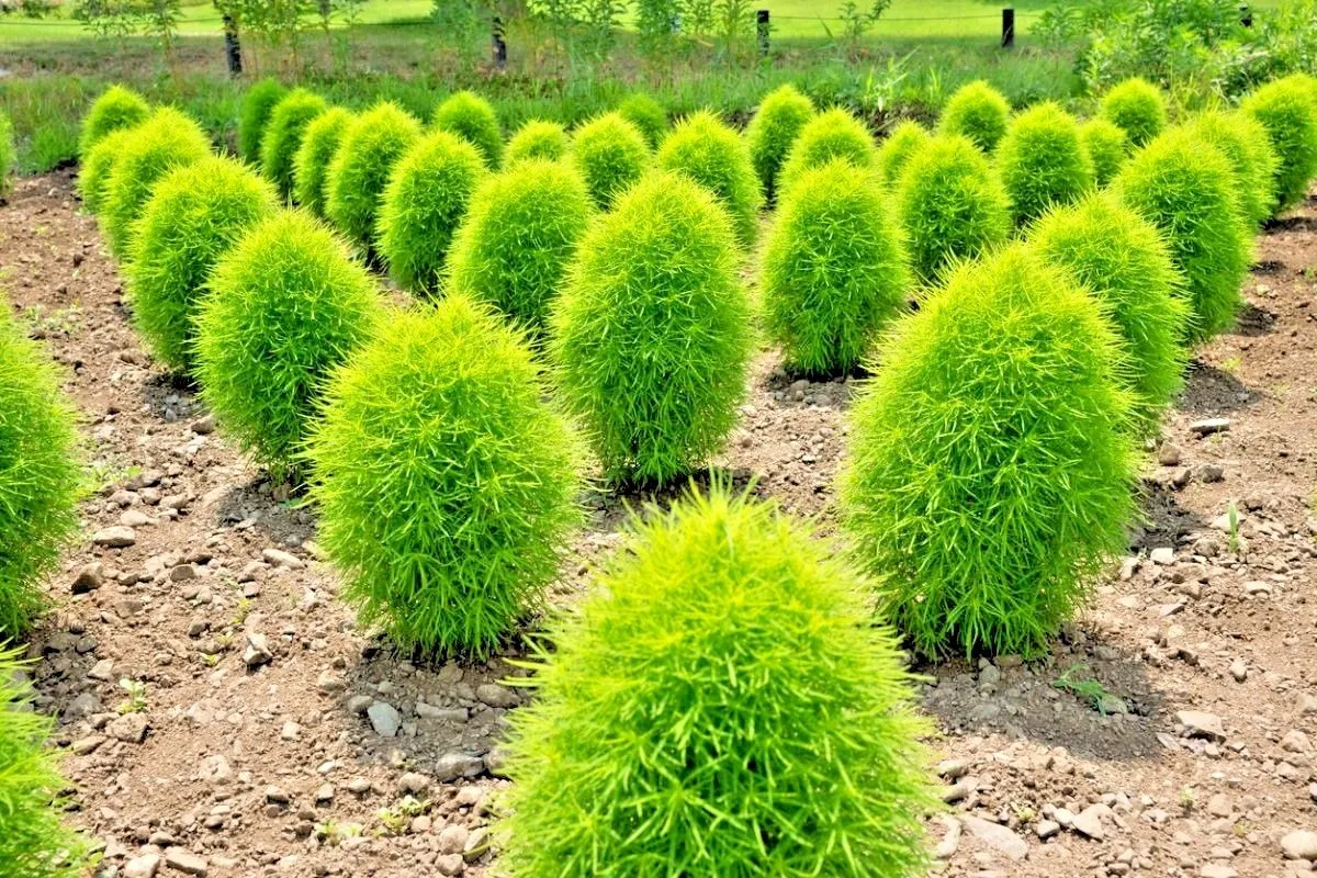 How To Plant Kochia Scoparia Grass Storables How To Plant Kochia Scoparia Grass Storables
