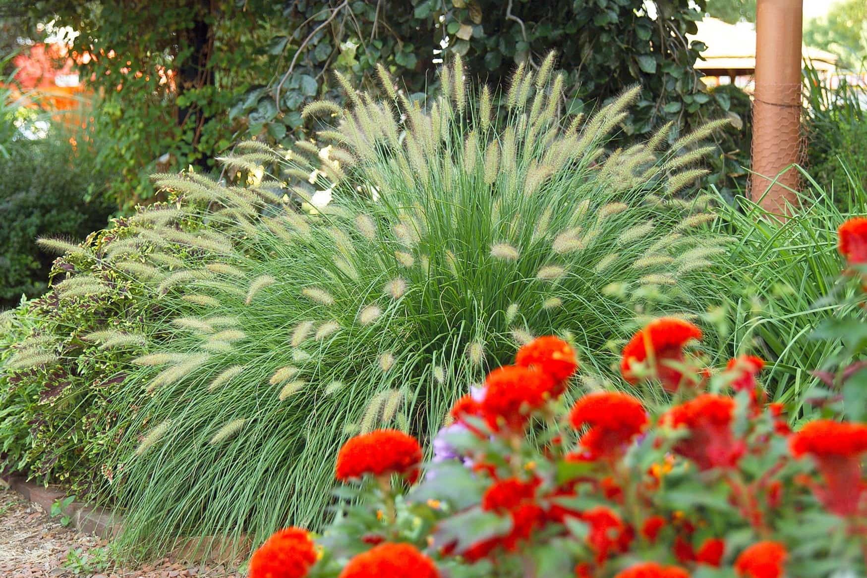 How To Plant Ornamental Grass