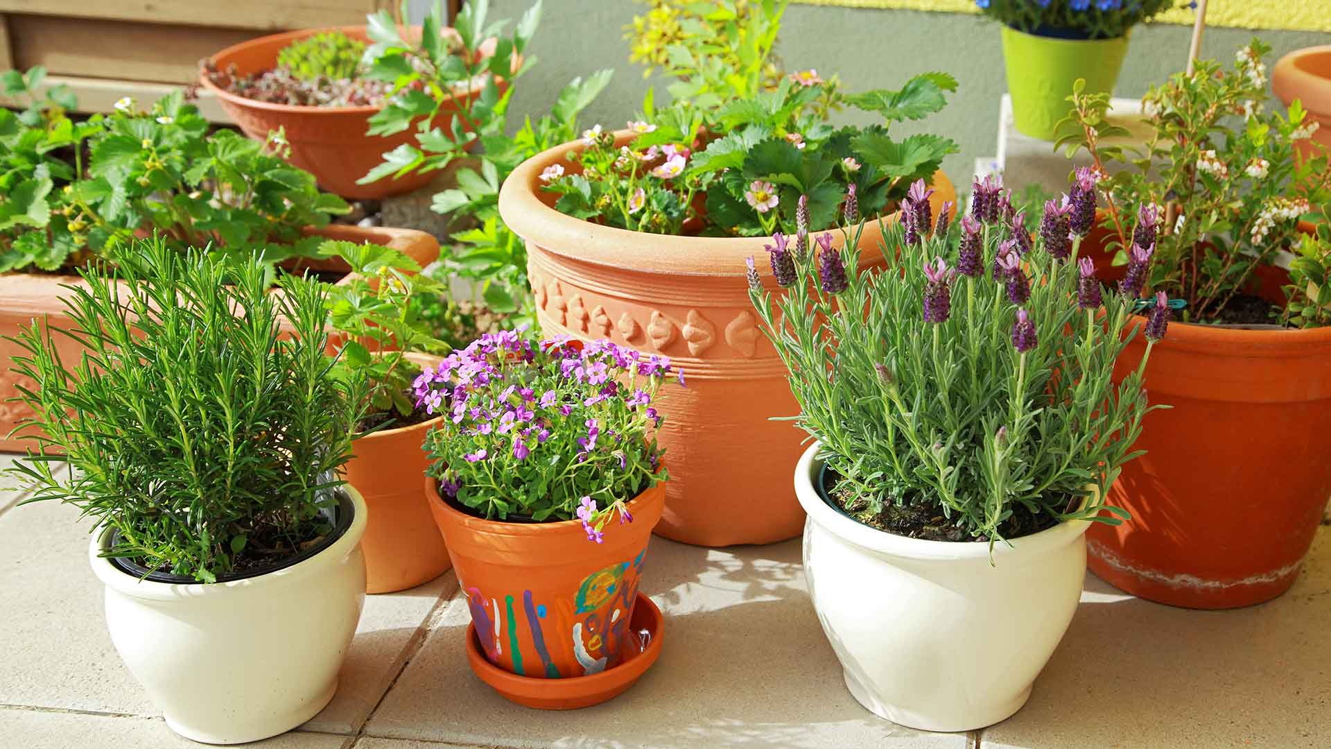 How To Plant Outdoor Plants In Pots