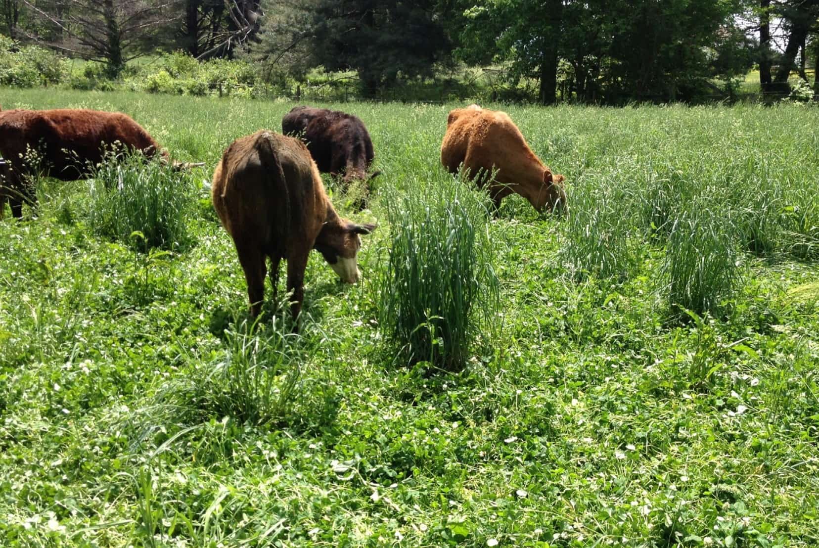 How To Plant Pasture Grass For Cattle