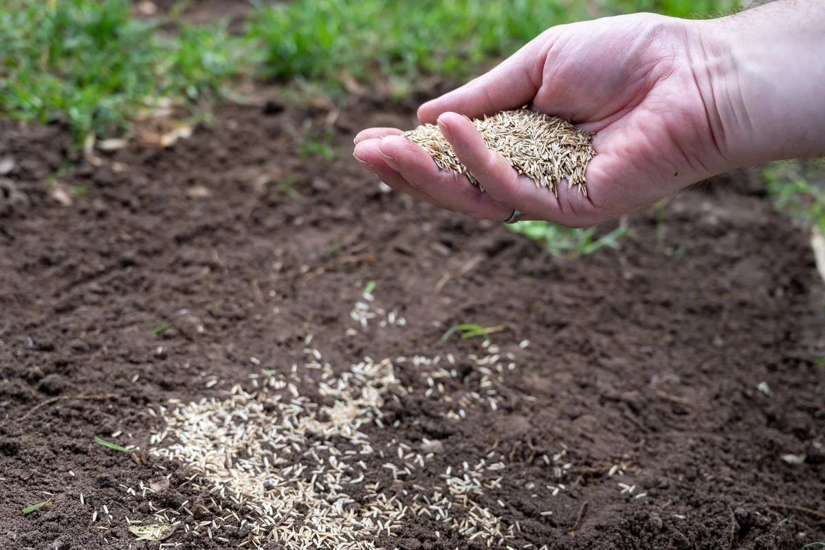 How To Plant Seed Grass