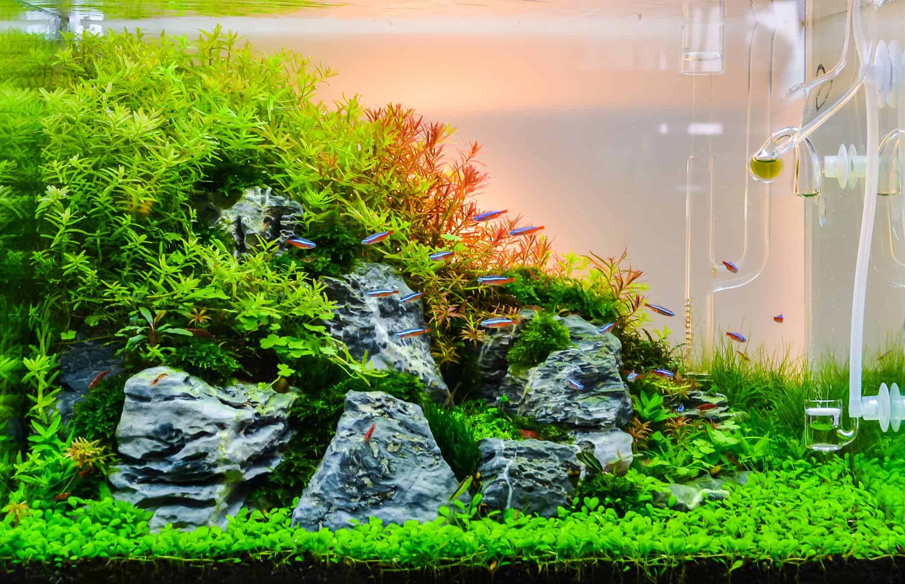 How To Plant Small Leaf Grass In Aquarium