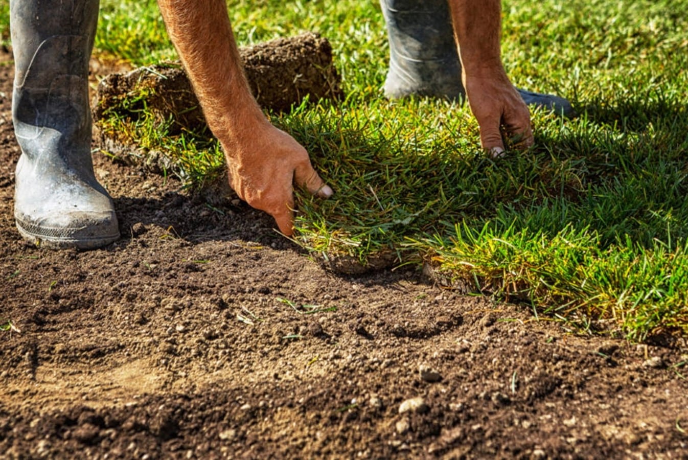 How To Plant Pasture Grass Storables