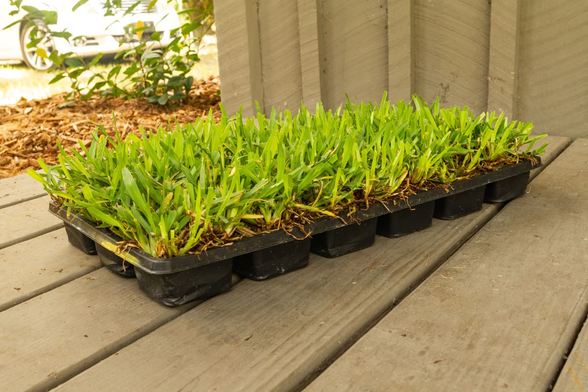 How To Plant St. Augustine Grass Plugs