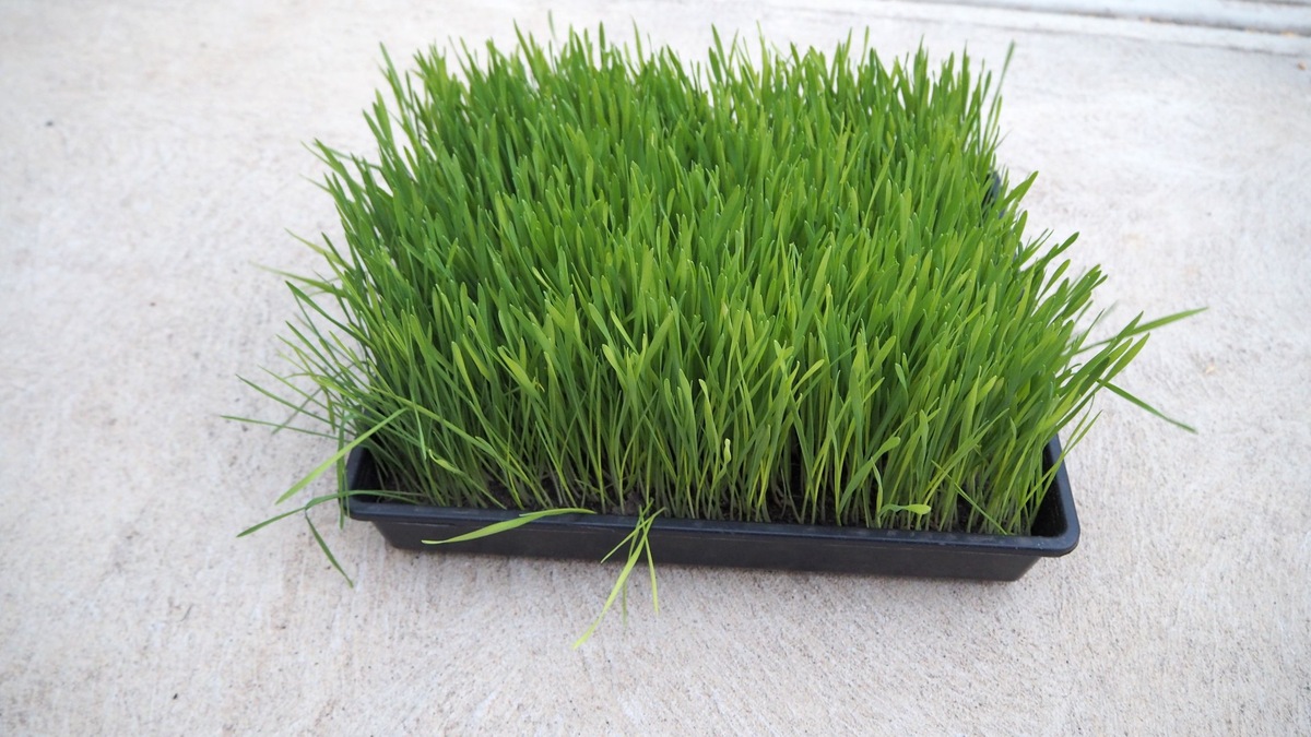 How To Plant Wheatgrass