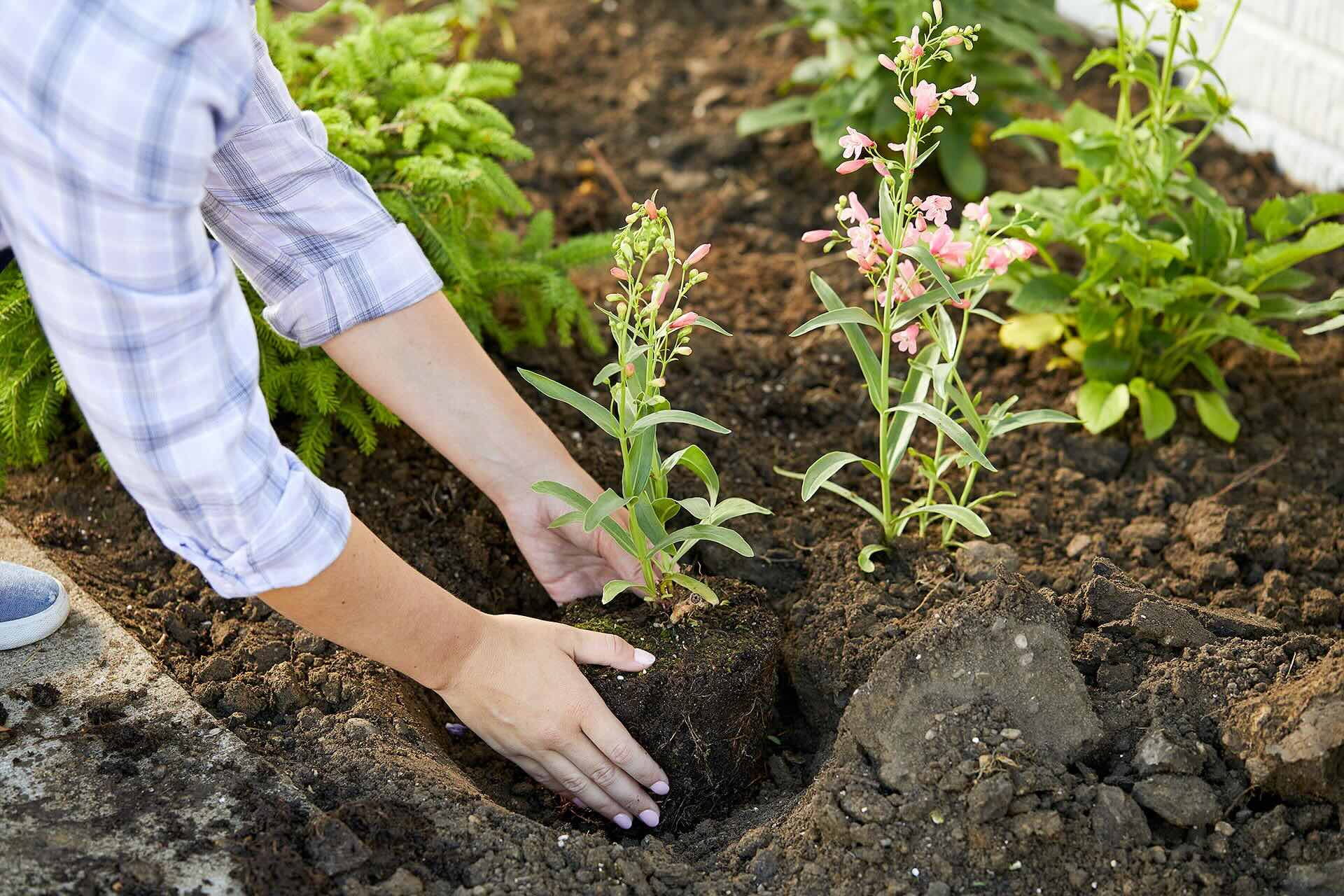 How To Prepare A Garden Bed To Grow Flowers