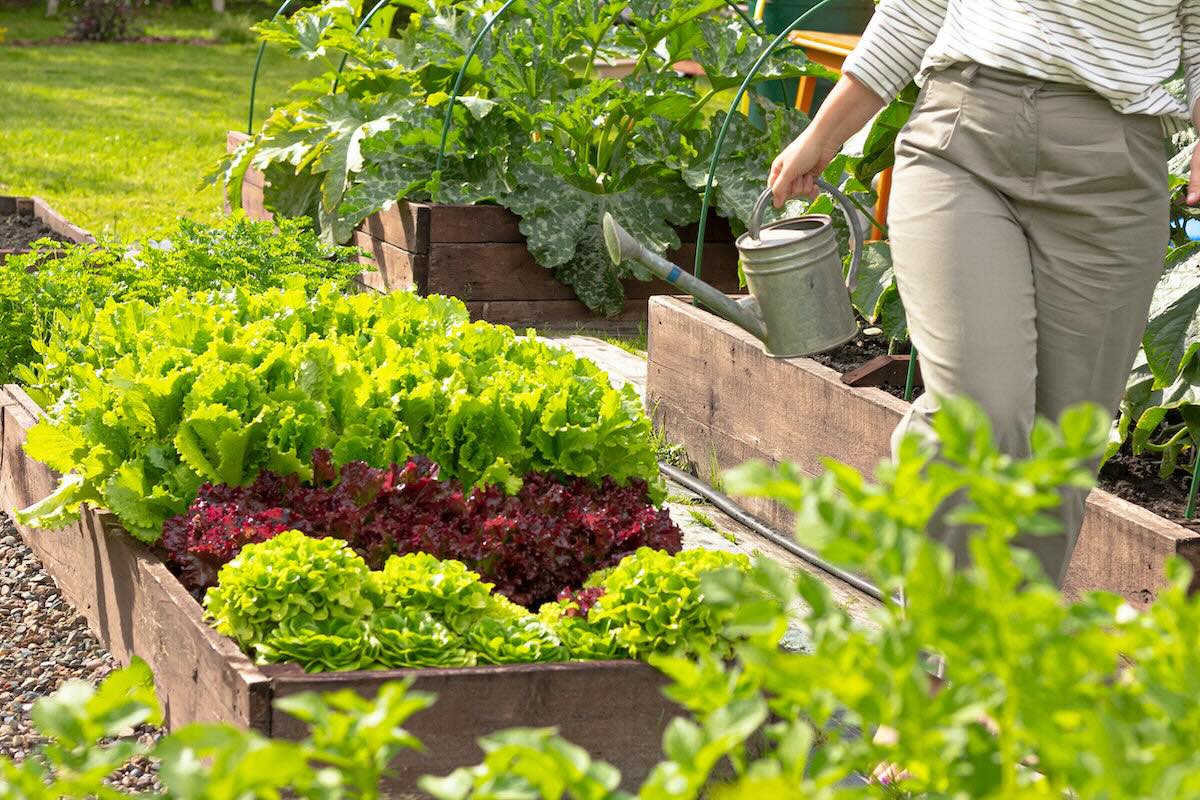 How To Prepare A Vegetable Garden Bed