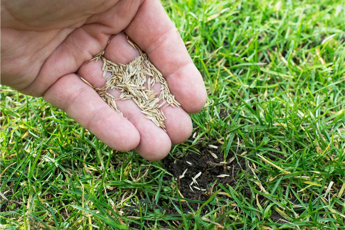 How To Prepare Grass For Seeding