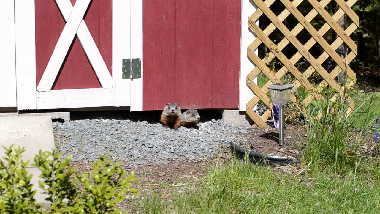 How To Prevent Animals From Nesting Under A Shed