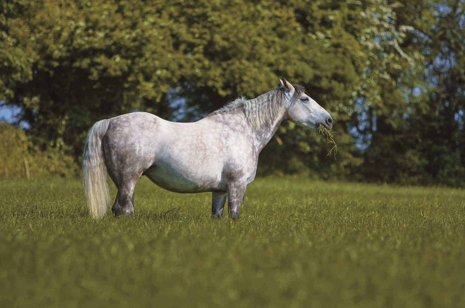 How To Prevent Grass Glands In Horses