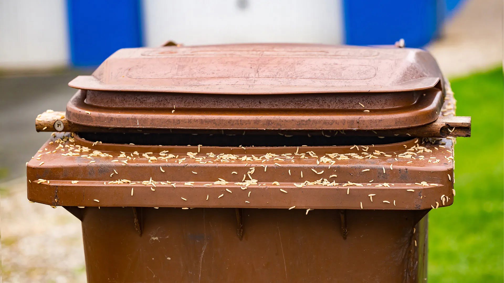 How To Prevent Maggots In An Outdoor Trash Can 1704843517 