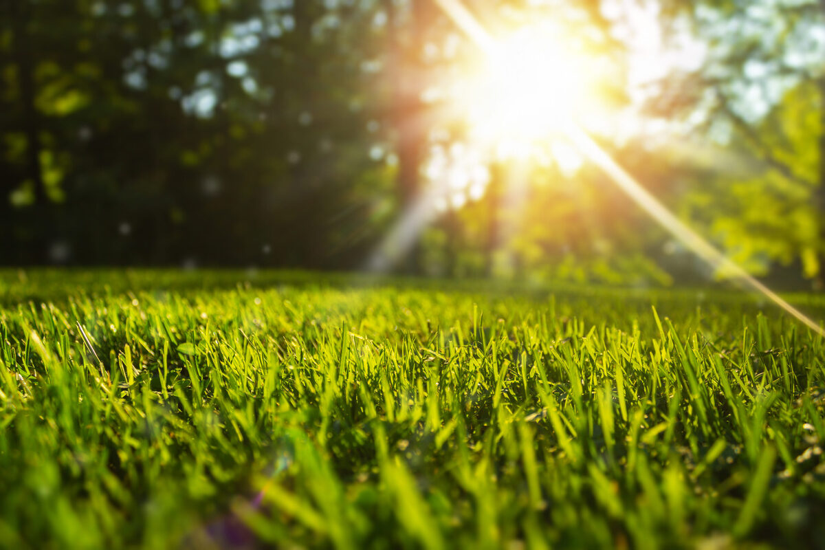 How To Protect Grass From Heat