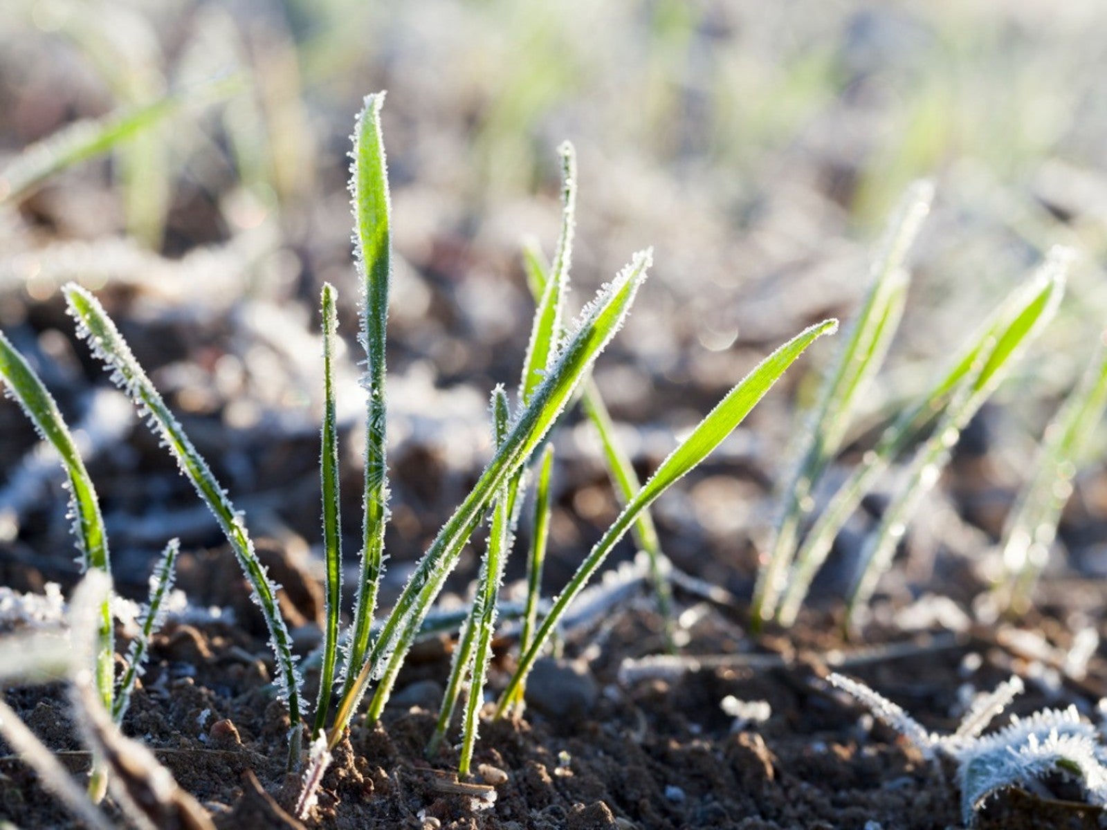 How To Protect Grass Seed From Frost