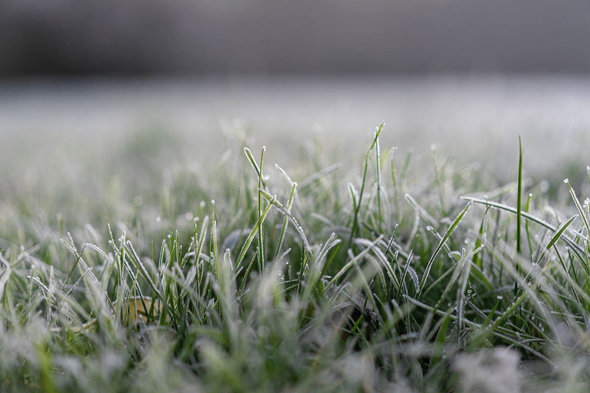 How To Protect New Grass From Freeze
