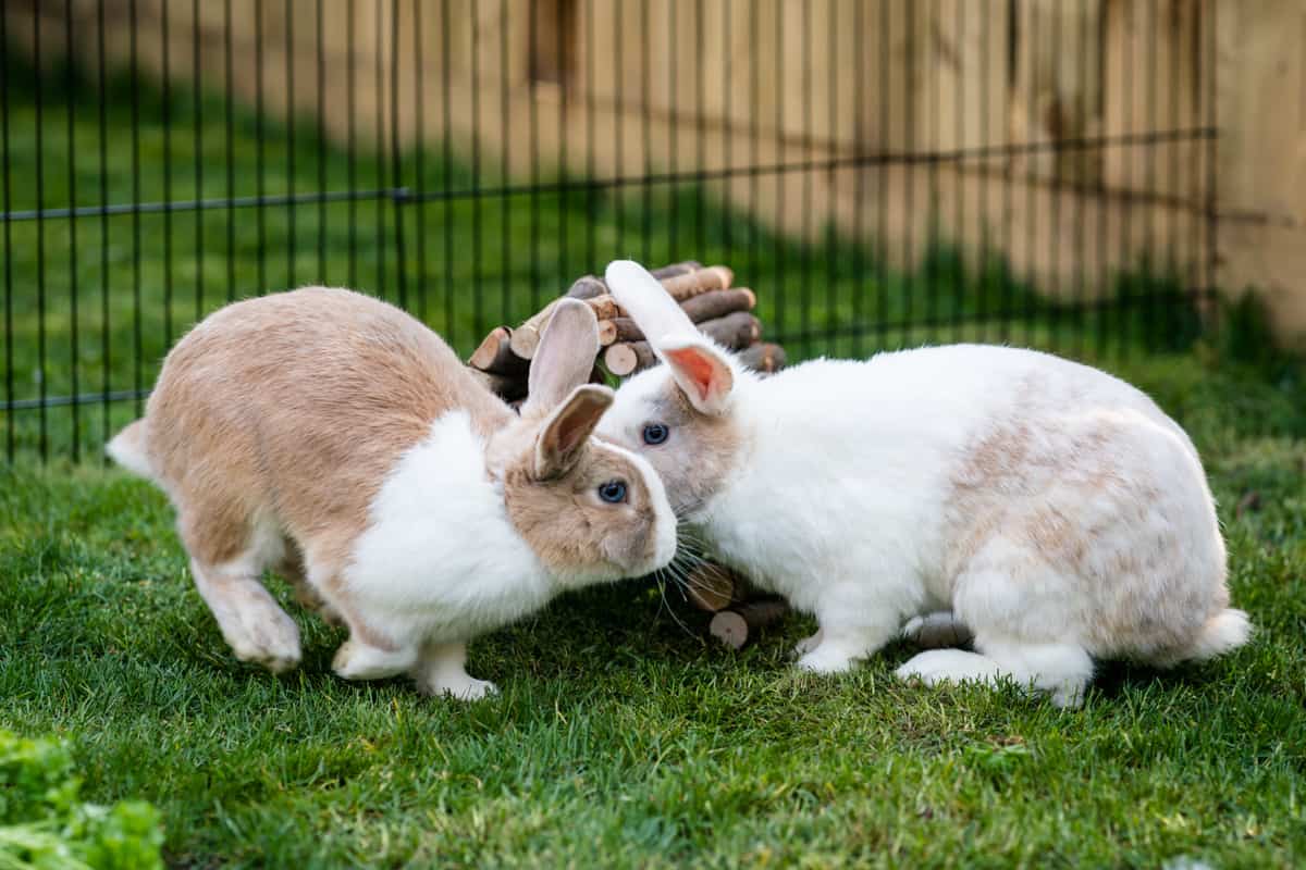 How To Protect Outdoor Rabbits From Predators