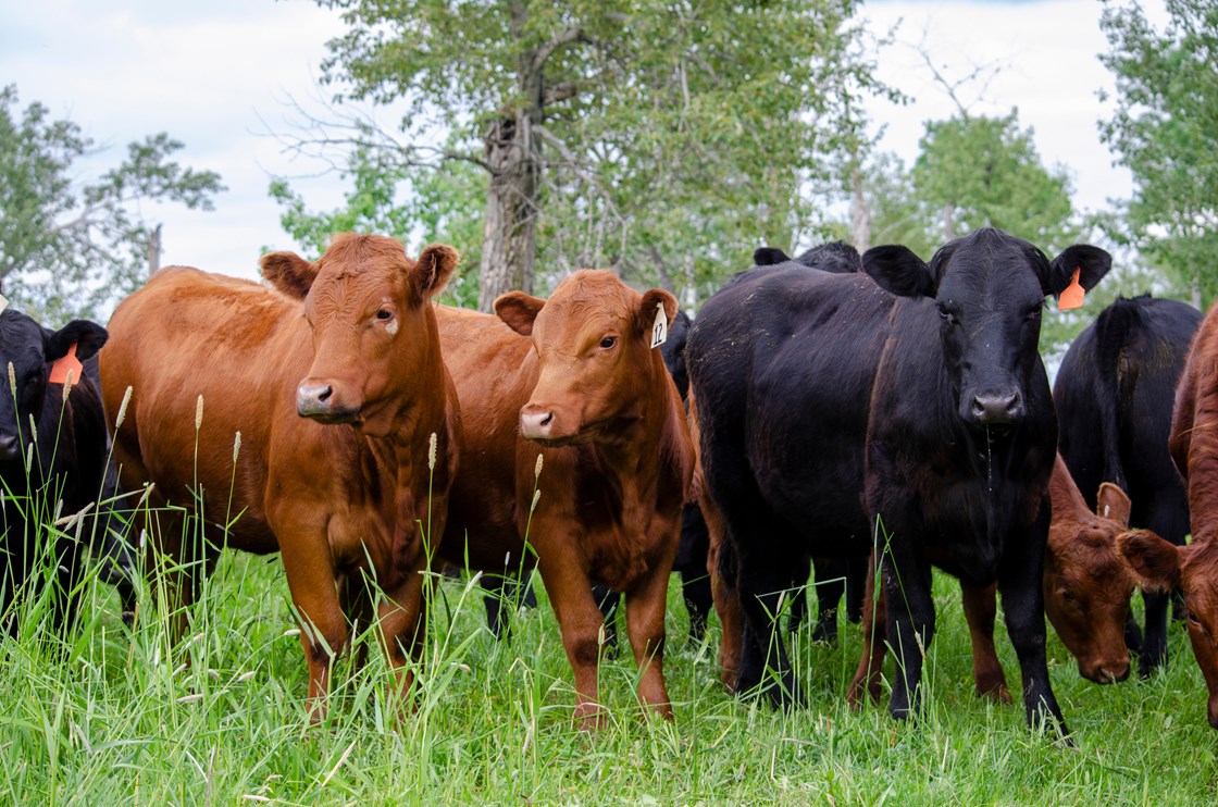 How To Raise Grass-Fed Cattle