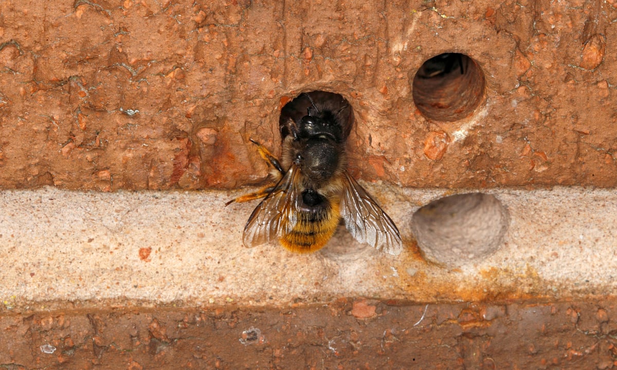How To Remove Bees From A Brick Wall