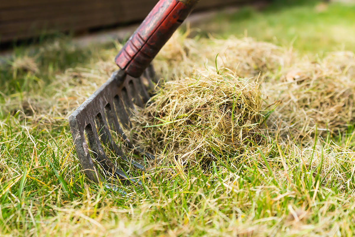 How To Remove Dead Grass From Lawn