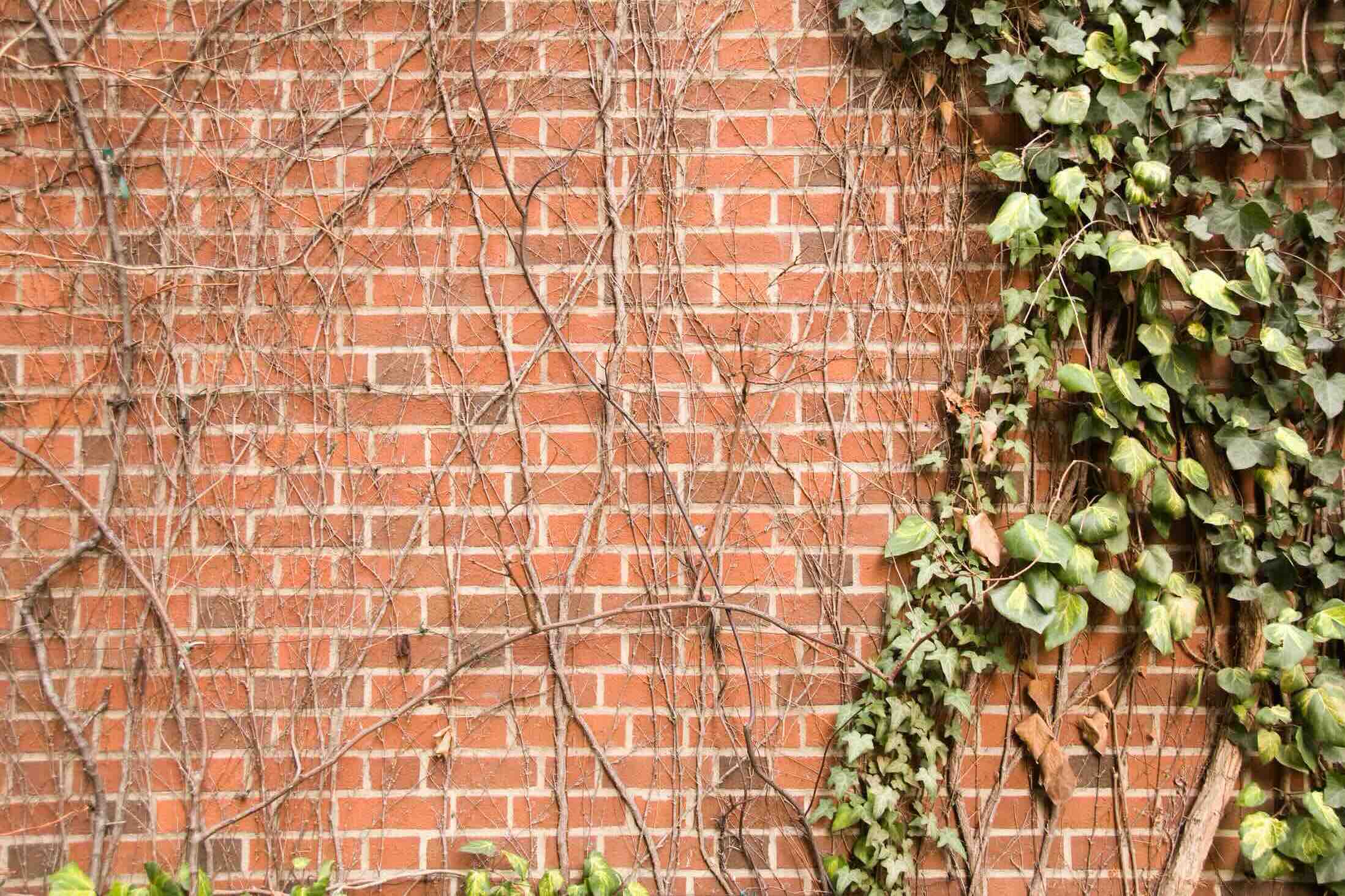 How To Remove English Ivy From A Brick Wall