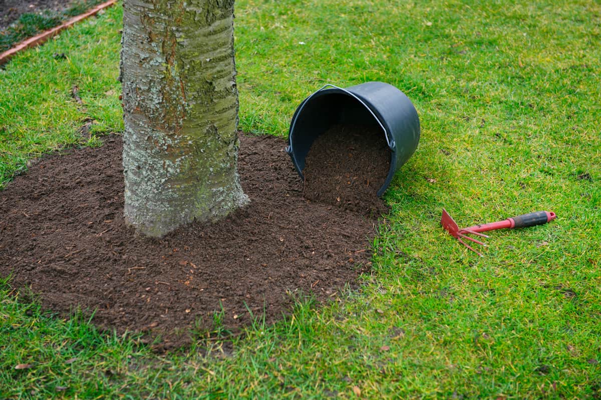 How To Remove Grass Around Trees
