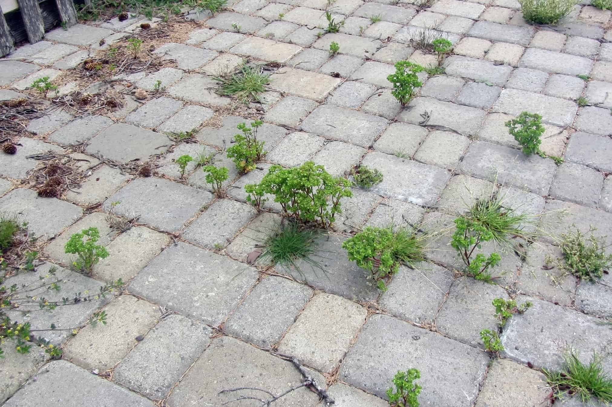 How To Remove Grass Between Pavers