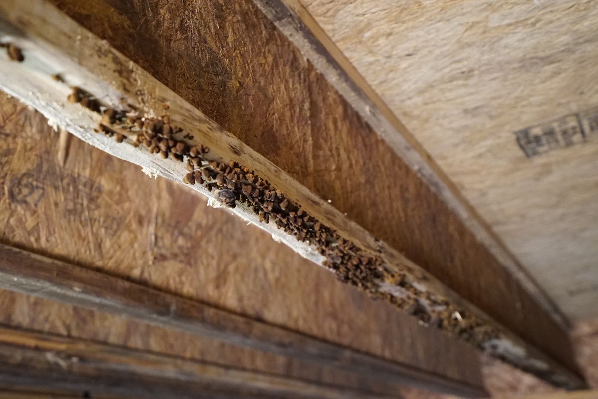 How To Remove Mold From Crawl Space Joists