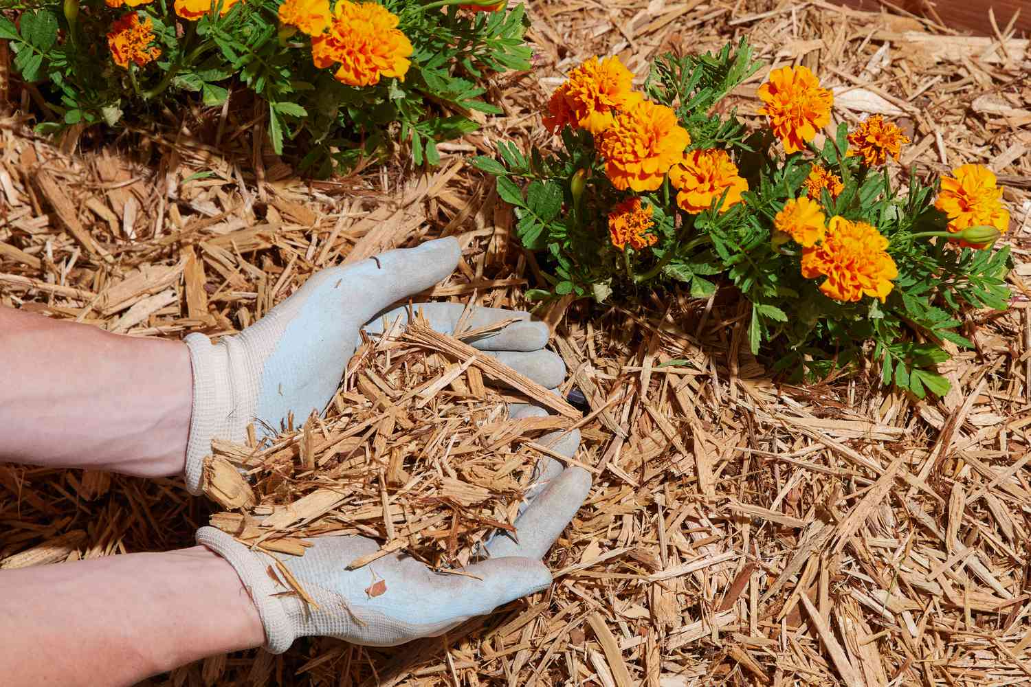 How To Remove Mulch And Replace With Grass