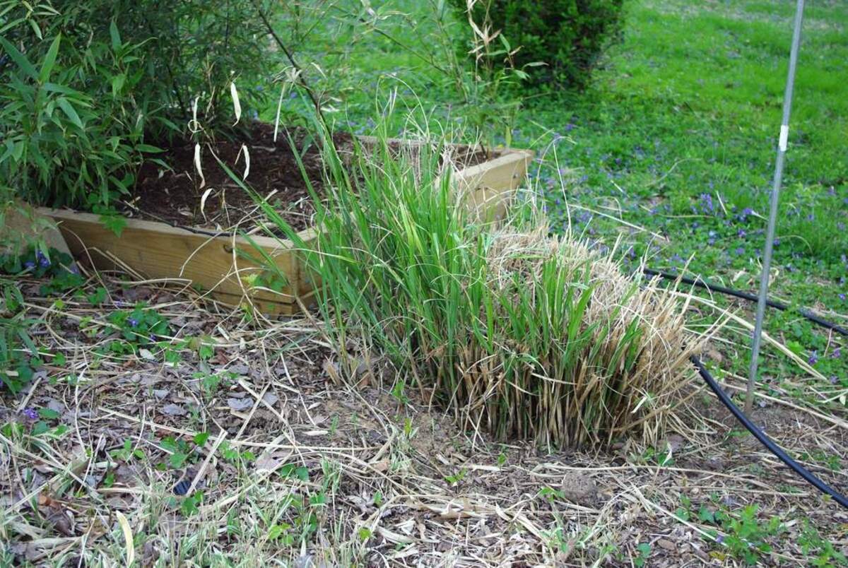 How To Remove Ornamental Grass